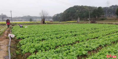 雁峰区农业农村局积极应对低温雨